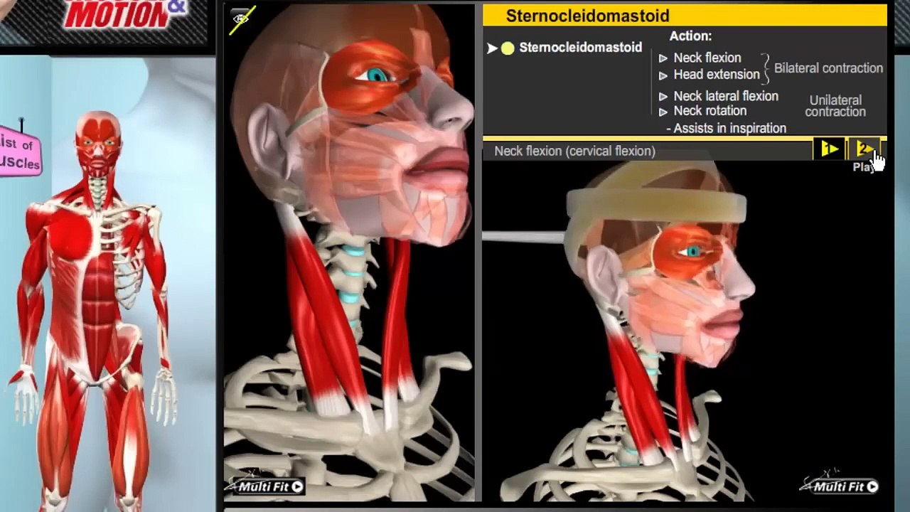 How the Muscles Work_  3D Anatomy _ Diagrams(720P_HD)