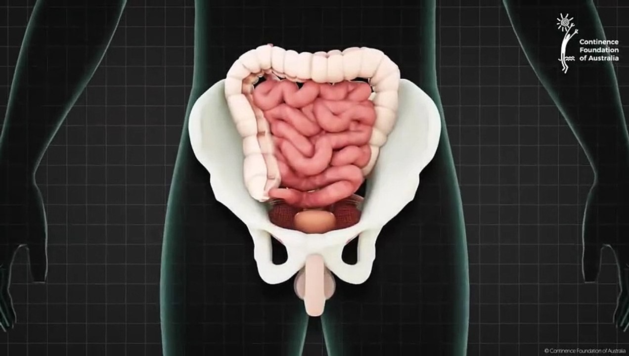 Male pelvic floor muscle - 3D animation(720P_HD)