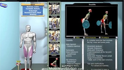 How to Deadlift Properly_ 3D Animation of Muscles in Motion(720P_HD)