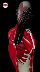 The anatomy of strength training in 3D _) Check out our apps and online courses. _shorts _fitness(720P_HD)