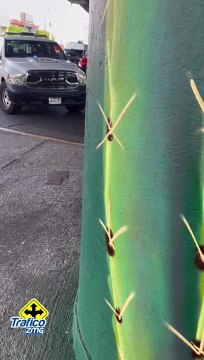 Localizaron un cadáver en los cruces de las avenidas Patria y Vallarta, en Zapopan