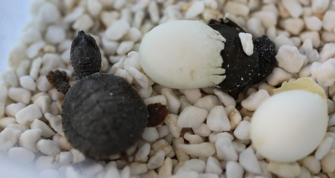 Manning River turtle eggs hatching for Easter. Video by Aussie Ark.