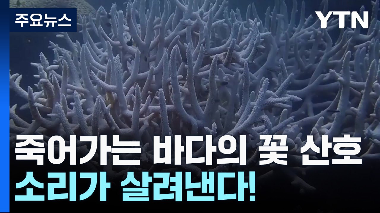 [과학 한스푼] 죽어가는 바다의 꽃 산호... 소리가 살려낸다! / YTN