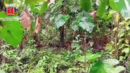 Militares destruyen 22 kilos de explosivos del EGC en Chocó