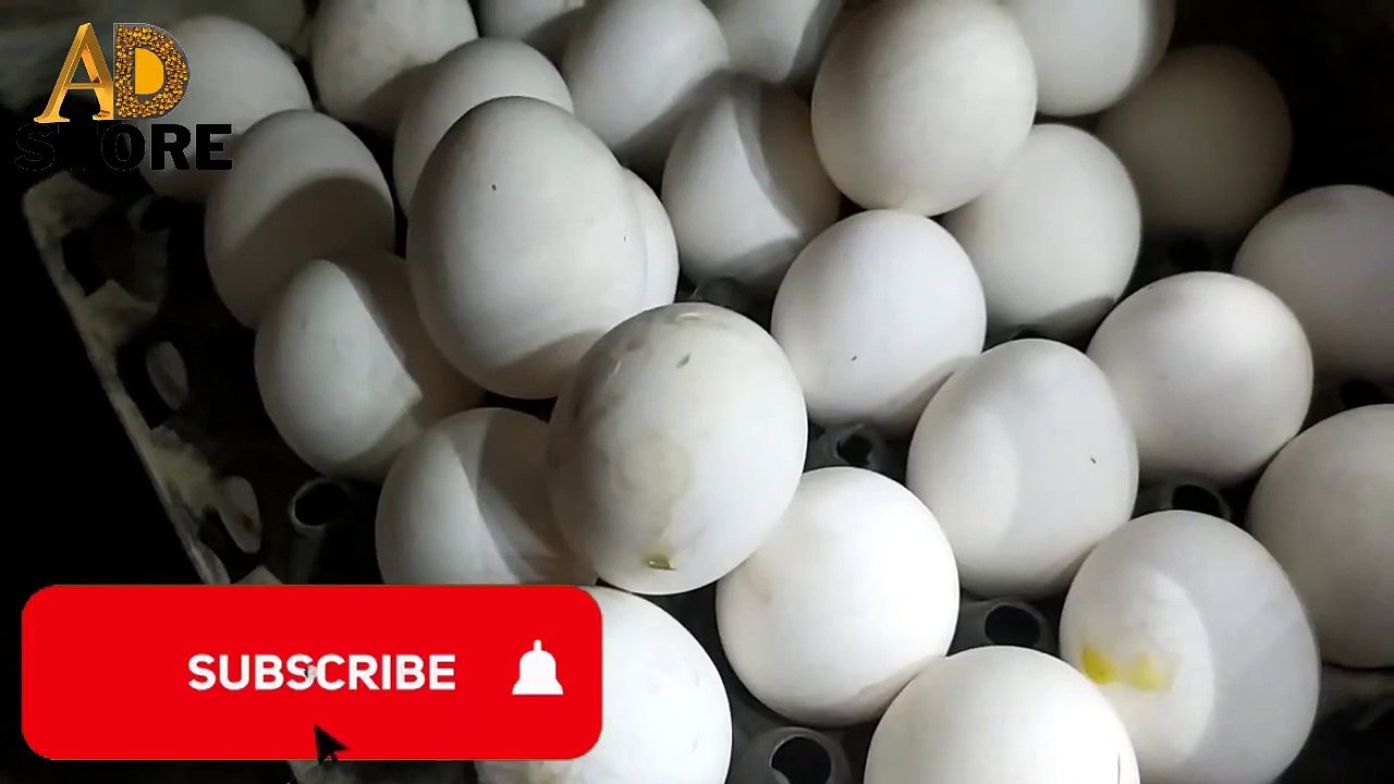 Egg Rate in LAHORE market today  DAILY UPDATE PRICE AD STORE ..20 DECSEMBER 2021