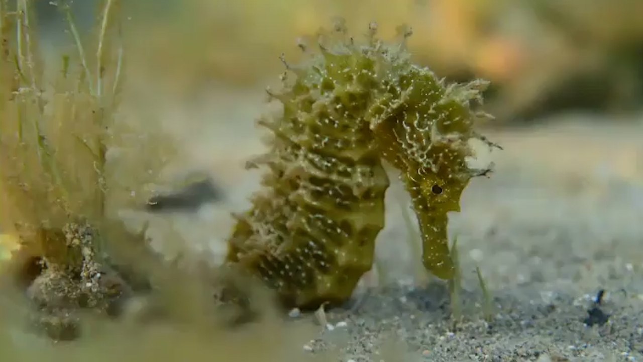 El Mar Menor se queda sin caballitos de mar