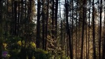 PREY 2 – Trailer (2024) Amber Midthunder | Hulu