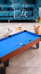 Funny video,funny cat,kucing lucu,video lucu,(,मजेदार वीडियो बा,فيديو مضحك,video kelakar,有趣的视频,,смешное видео,smeshnoye video,fidyu mudhik,video divertente,grappige video,video vui nhộn,smiješan video,lustiges Video,video divertido,sjov video