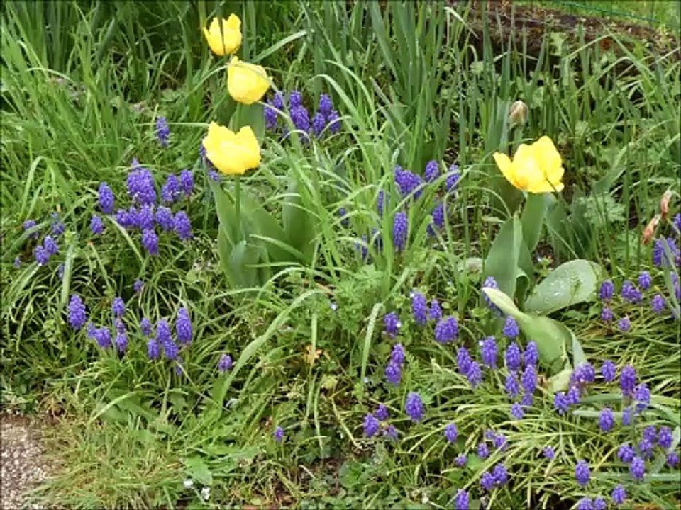 Fleurs