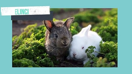 JADI NEBAK APA KALIAN ??