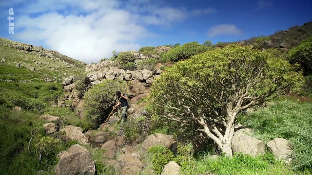 Tenerife _ Canaries, les îles-volcans _ ARTE Family