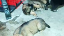 ang kukulit