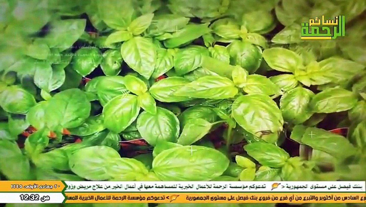 Al Rahma Nasaem(2023-12-04 ) قناة نسائم الرحمة
