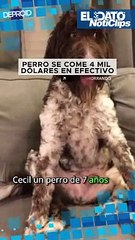 Perro se come 4000 dólares en efectivo.