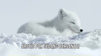 Arctic Fox Sedang Bersantai