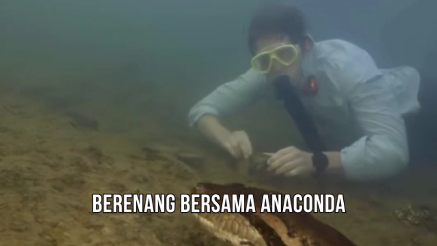 Berenang Bersama Anaconda