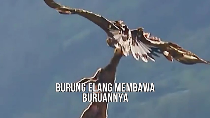 Burung Elang Membawa Buruannya