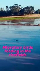 migratory birds