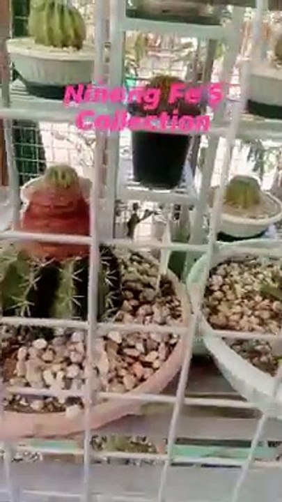 cactus