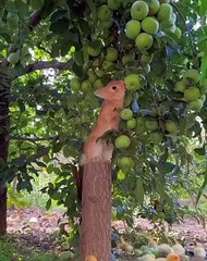 Collection of Videos of Adorable Moments Pets