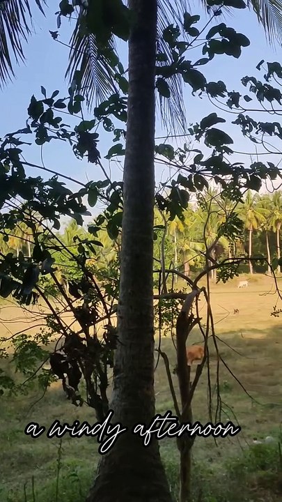 Windy afternoon ️