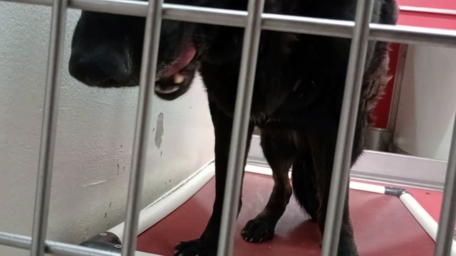 Onyx 9y A550412 kennel 171 PACC shelter he needed some 2 warm up but I discovered he's an angel VID_20240329_184422322