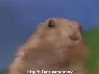 6. Dramatic Prairie Dog