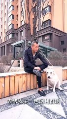 Puppy Playdates: Fun and Frolics 0005