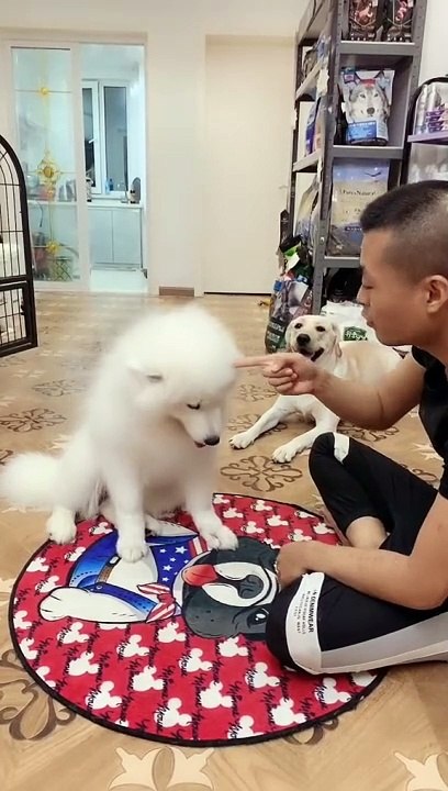 Puppy Snuggles: Cuteness Overload 0012