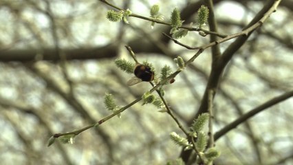 [4k UHD] Happy Easter! Wildlife in Bristol, BS5