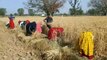 Wheat crop is ripe, farmer families busy in harvesting...watch video
