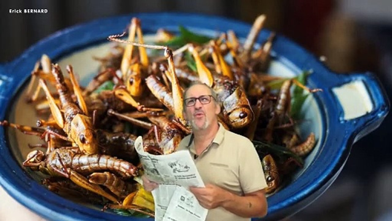Manger des insectes - Un scandale ?