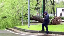 Temporale a Milano, alberi caduti e oltre 70 interventi dei vigili del fucoo