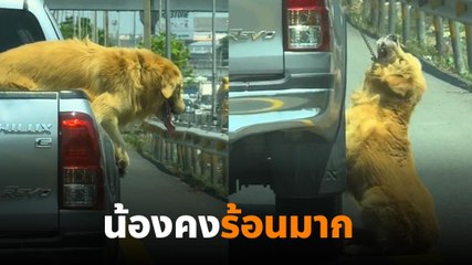 น่าสงสาร ! น้องหมาคงจะร้อนมาก พยายามโดดลงจากหลังกระบะ