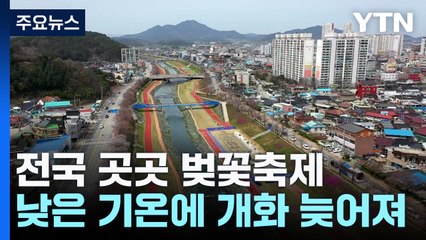 휴일 곳곳 벚꽃축제...아직은 활짝 피지 못한 꽃망울 / YTN