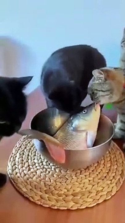 Hilarious Animal Antics The Ultimate Compilation
