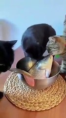 Hilarious Animal Antics The Ultimate Compilation