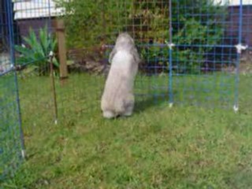 Mr bunwabbit