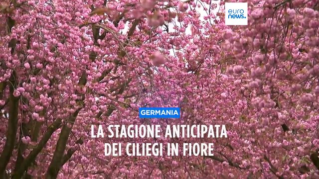 Germania, dove c'era il Muro oggi si assiste allo spettacolo dei ciliegi in fiore