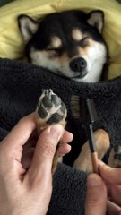 Hilarious Dog Cleaning Fails 🐶😂 | Funny Moments to Make You Laugh