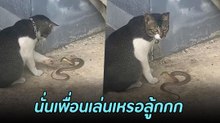 เห็นแล้วตกใจ เจ้าเหมียวเล่นของแรงซะด้วย