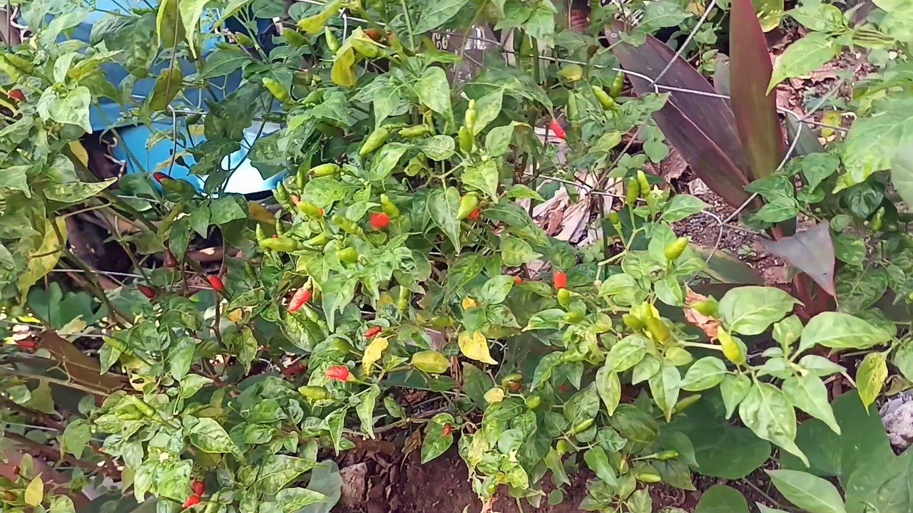 puno ng sili