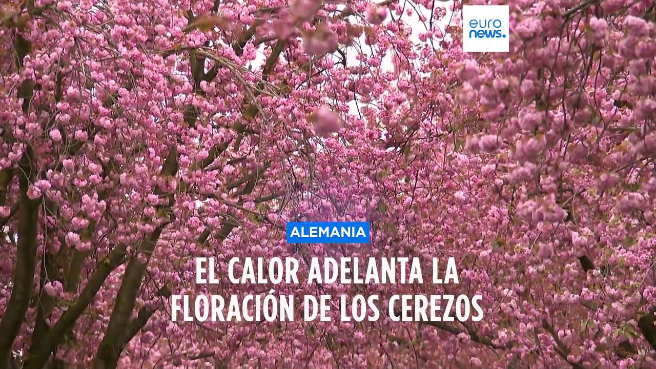 Cambio climático: Los cerezos florecen muy pronto en Alemania y muy tarde en Japón