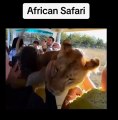 african safari lions