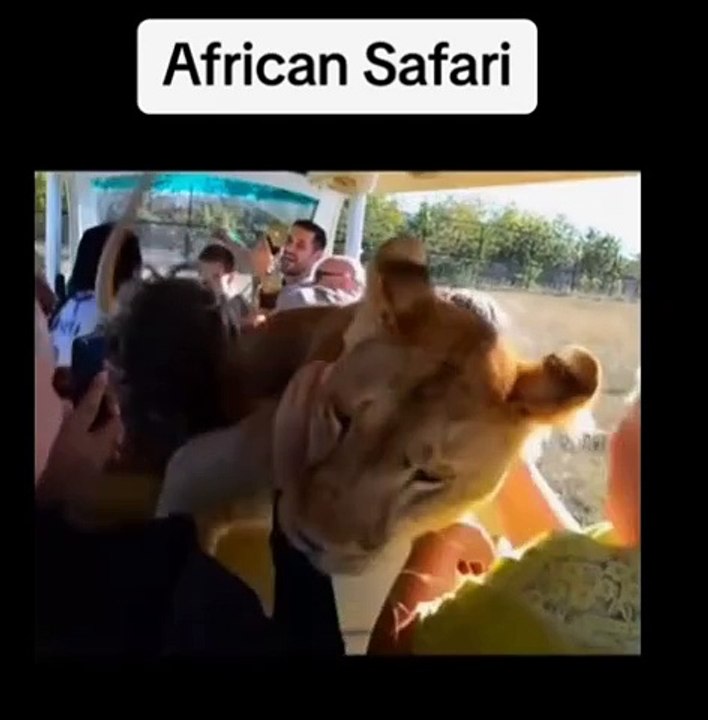 african safari lions
