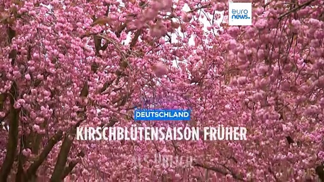 Wetterkapriolen: Kirschblüte in Bonn zu früh, in Tokio zu spät