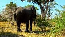 Secretos Gigantes La Vida Increíble De Los Elefantes.