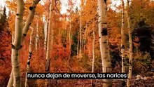 Historias Caninas: Curiosidades, Aventuras y Amor Peludo.