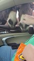 Donkeys Enjoy Munching on Crunchy Corn Snacks Offered by People Inside Car