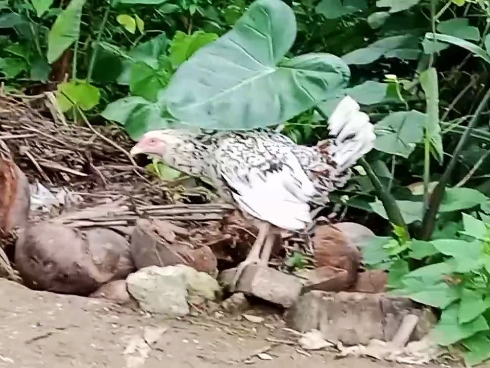 Kulot na manok